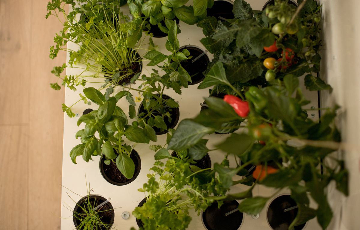 Rennes : Urban Cuisine, le potager qui permet de cultiver facilement ses légumes dans son appartement