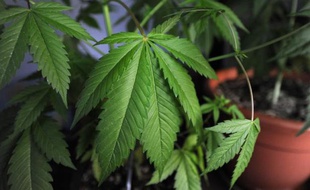 Vingt-trois plants de cannabis ont été saisis chez un habitant de Gézie-la-Varenne, près de Lyon.