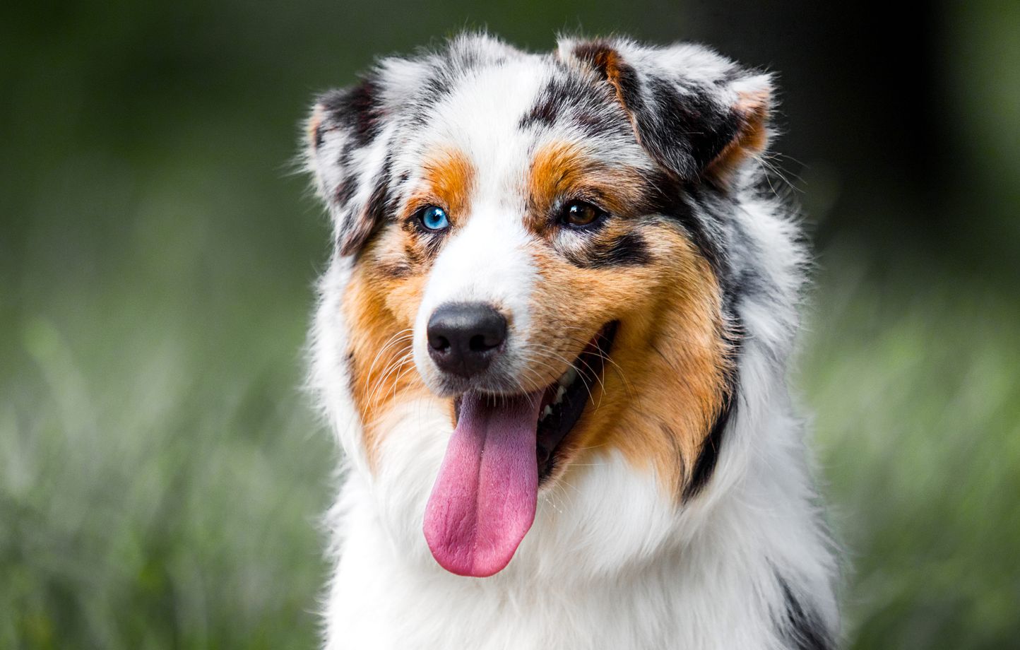 Le berger australien est le chien préféré des Français.