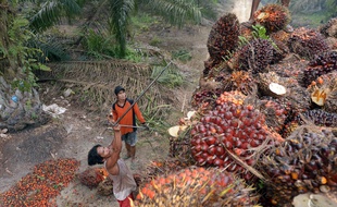 L'utilisation massive d'huile de palme dans l'industrie, des carburants aux cosmétiques en passant par l'alimentation, est accusée par les défenseurs de l'environnement de provoquer une déforestation massive.