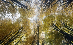 Une forêt. (Illustration)