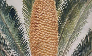 Un Cycas revoluta (illustration).
