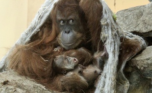 Le petit orang-outang né au zoo d'Amnéville.