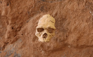 Le crâne de 450.000 ans conservé à Tautavel.