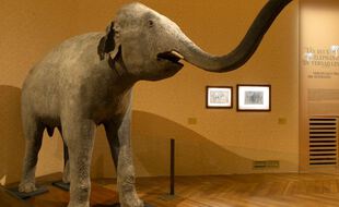 Un des éléphants du château de Versailles sous l'ancien régime
