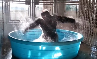 Zola le gorille s'éclate dans sa bassine au zoo de Dallas (Etats-Unis).