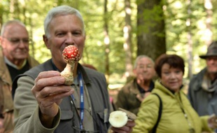 Le président de la Société mycologique de la Sarthe, André Février, présente un amanite tue-mouches, le 27 septembre 2015,en forêt de Bercé, au sud du Mans