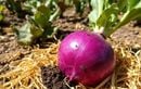 Choux-raves en pleine canicule : la méthode naturelle pour des bulbes craquants et moelleux tout l’été