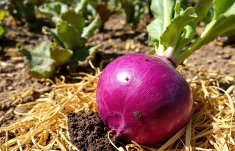 Choux-raves en pleine canicule : la méthode naturelle pour des bulbes craquants et moelleux tout l’été
