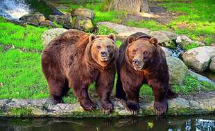 Des ours (illustration).