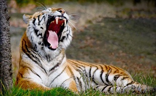Illustration - Un tigre