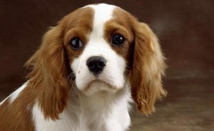 Un chien King Charles.