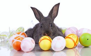 Qui des cloches, des lapins ou des cocottes apportent les œufs en chocolat ?