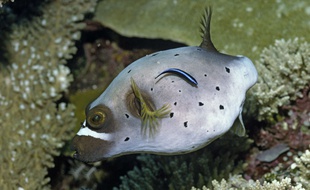 Le poisson-ballon à taches noires est un poisson moche mais pourtant très utile au récif corallien.