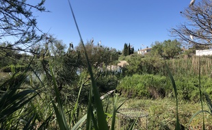 En Camargue, les oiseaux peuvent bénéficier d'un calme olympien avec le confinement.