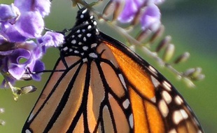 Plusieurs groupes environnementalistes américains ont engagé une procédure mardi auprès des autorités fédérales pour demander la protection des papillons monarques en déclin de plus de 90% ces vingt dernières années