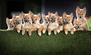 Des bébés dingos (illustration).