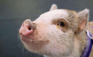 Un cochon domestique. Illustration.