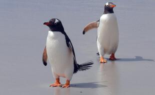 Manchots papous