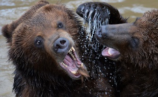 Deux grizzlis dans un zoo français (image d'illustration).