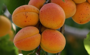 Des abricots sur une branche. illustration
