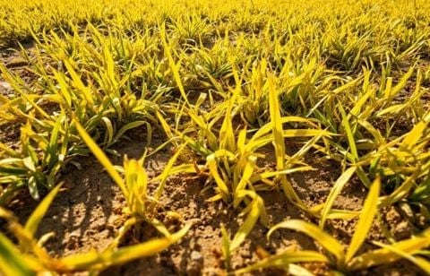 Pelouse jaunie par la chaleur ? Les bons gestes à faire tout de suite pour limiter les dégâts et préparer un joli gazon pour l’automne