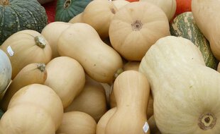 Les courges ont été coupées dans les champs et emportées.