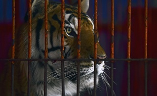Un tigre en cage