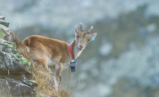 Une vingtaine de bouquetins a été réintroduit en Ariège.