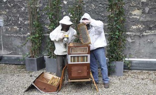Des apiculteurs récoltent pour la première fois le miel des abeilles sentinelles de la rue de Grenelle à Paris.