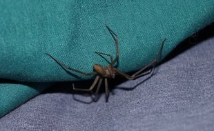 L'araignée recluse ne serait présent qu'en Amérique (illustration).