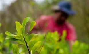 Pour éviter d'être détectés, les paysans ont en outre cultivé des surfaces plus petites (0,6 ha en moyenne), ce qui a amoindri leur productivité. La culture de la coca rapporterait ainsi entre 400.000 et 500.000 pesos mensuels (225 à 280 dollars), à peine le salaire minimum colombien.