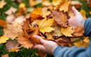 Feuilles mortes sur la pelouse : faut-il les ramasser ou les laisser ?