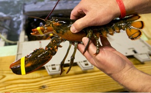 Un homard (illustration)