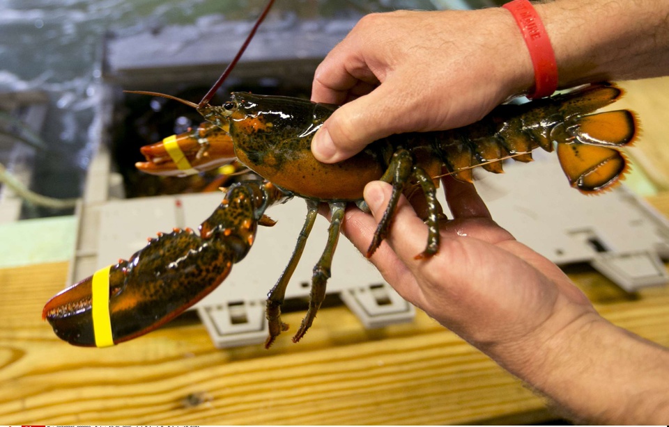 Simulation de homard en plastique souple - Faux grandes créatures marines  non toxiques et inodores pour restaurant de fruits de mer, accessoire de