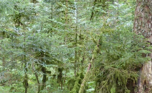 Ces bains de forêt font découvrir différents types d'arbres.