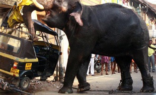 Un éléphant attaque un véhicule après avoir brisé ses chaînes à Kochi, Inde, le 27 février 2009.