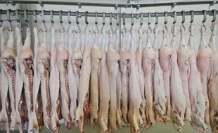 De la viande de porc dans une usine russe à Veliky Novgorod, le 5 juin 2008