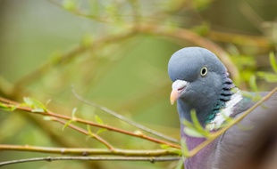 Un pigeon. (Illustration)