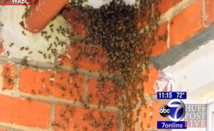 Les insectes avaient eu le temps de construire 17 nids au plafond de l'appartement.