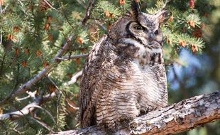 Un hibou grand duc (illustration).