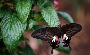 Les papillons britanniques ont connu une année "horrible" en 2012 et certaines espèces ont enregistré un très fort déclin à cause des pluies record, selon une étude scientifique parue mardi.