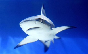 Un requin