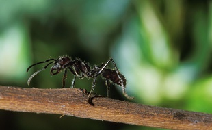 Une fourmi Paraponera.