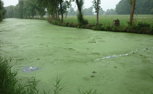 La rivière la Seiche a été victime d'une pollution de l'usine Lactalis de Retiers, en Ille-et-Vilaine.