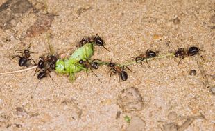 Des fourmis en train de transporter un insecte.