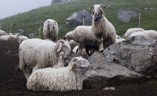 Des brebis dans une bergerie des Pyrénées. Illustration.