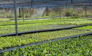 Reforestation au Brésil