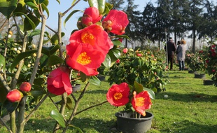 La camelleraie du Grand Blottereau abrite 1.200 variétés de camélias