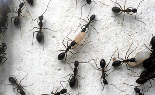 Etude de fourmis.
